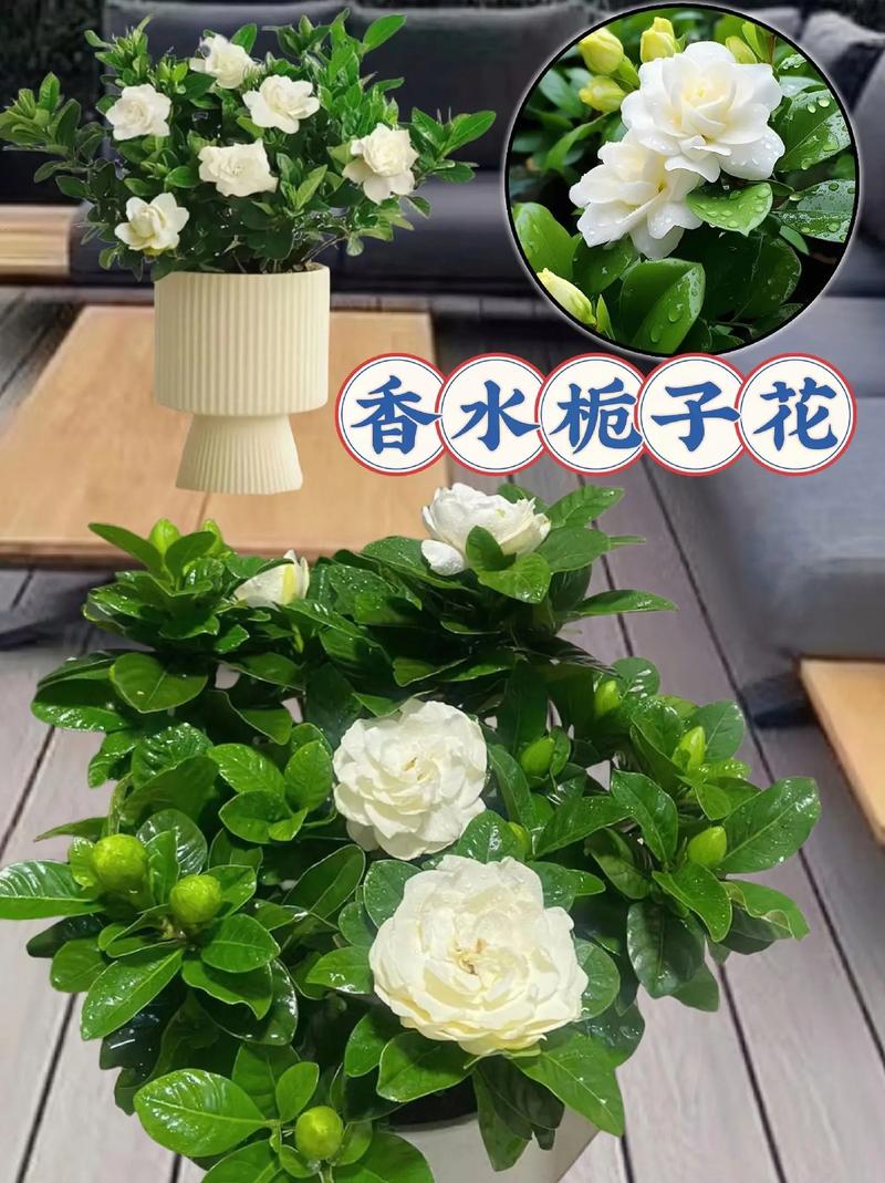 栀子花可以放在客厅吗(栀子花在客厅里放行吗,有毒吗)-第3张图片-多多自然网 栀子花可以放在客厅吗(栀子花在客厅里放行吗,有毒吗)-第3张图片-多多自然网
