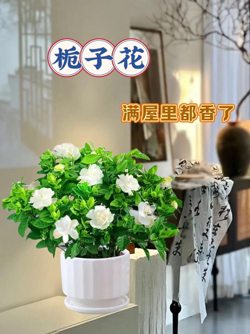 栀子花可以放在客厅吗(栀子花在客厅里放行吗,有毒吗)-第5张图片-多多自然网 栀子花可以放在客厅吗(栀子花在客厅里放行吗,有毒吗)-第5张图片-多多自然网