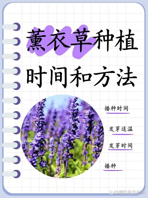 薰衣草盆栽怎么养殖（薰衣草盆栽怎么养殖的）-第1张图片-多多自然网