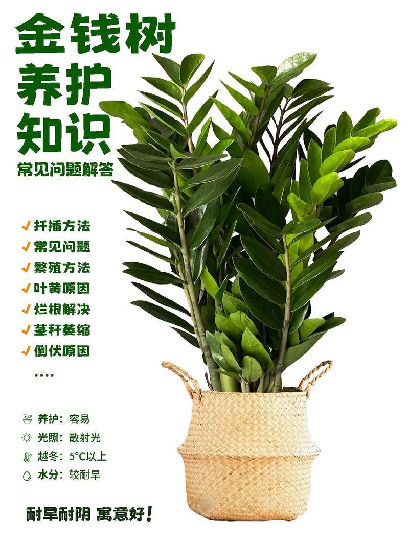 金钱树怎么养(请问金钱树怎么养)-第3张图片-多多自然网 金钱树怎么养(请问金钱树怎么养)-第3张图片-多多自然网