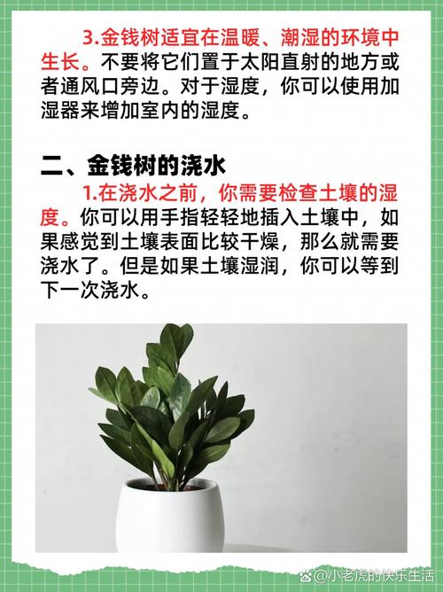 金钱树怎么养(请问金钱树怎么养)-第5张图片-多多自然网 金钱树怎么养(请问金钱树怎么养)-第5张图片-多多自然网