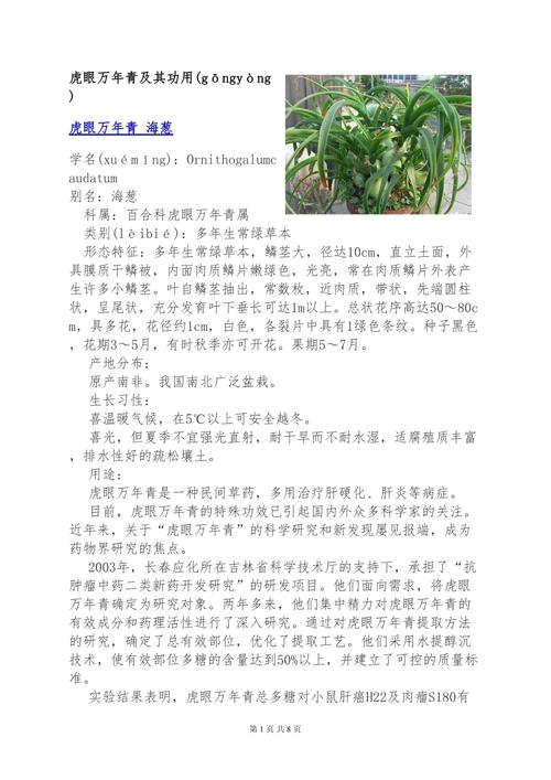 虎眼万年青怎么浇水(虎眼万年青怎么浇水视频)-第1张图片-多多自然网 虎眼万年青怎么浇水(虎眼万年青怎么浇水视频)-第1张图片-多多自然网