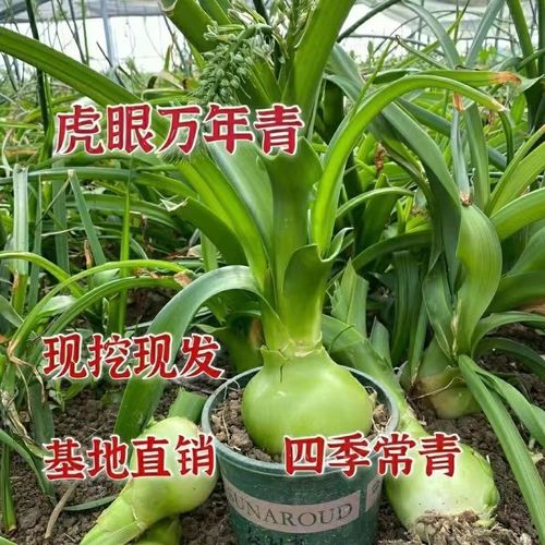 虎眼万年青怎么浇水(虎眼万年青怎么浇水视频)-第5张图片-多多自然网 虎眼万年青怎么浇水(虎眼万年青怎么浇水视频)-第5张图片-多多自然网