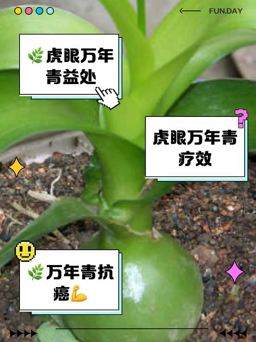 虎眼万年青怎么浇水(虎眼万年青怎么浇水视频)-第6张图片-多多自然网 虎眼万年青怎么浇水(虎眼万年青怎么浇水视频)-第6张图片-多多自然网