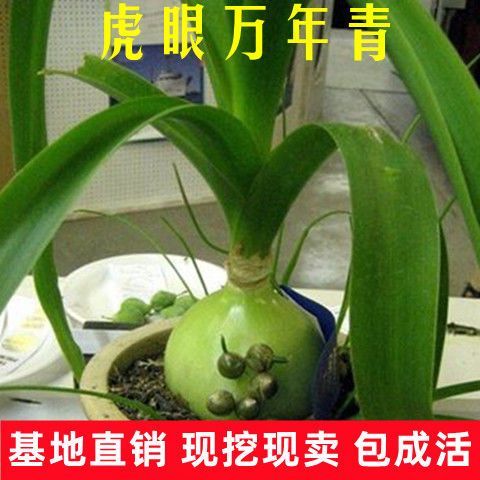 虎眼万年青怎么浇水(虎眼万年青怎么浇水视频)-第7张图片-多多自然网 虎眼万年青怎么浇水(虎眼万年青怎么浇水视频)-第7张图片-多多自然网