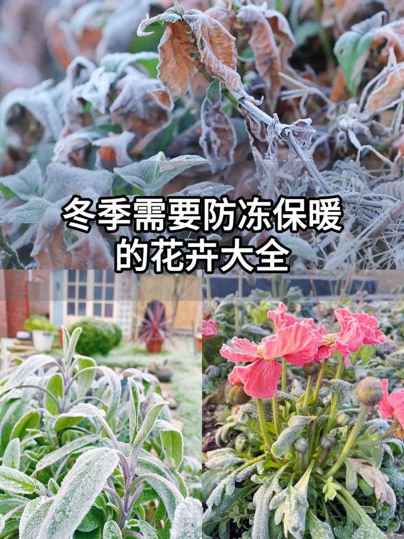 养花冬天要防冻(家庭养花冬天需要施肥吗)-第1张图片-多多自然网 养花冬天要防冻(家庭养花冬天需要施肥吗)-第1张图片-多多自然网