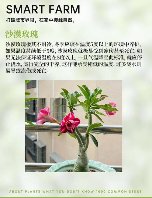 养花冬天要防冻(家庭养花冬天需要施肥吗)-第2张图片-多多自然网 养花冬天要防冻(家庭养花冬天需要施肥吗)-第2张图片-多多自然网