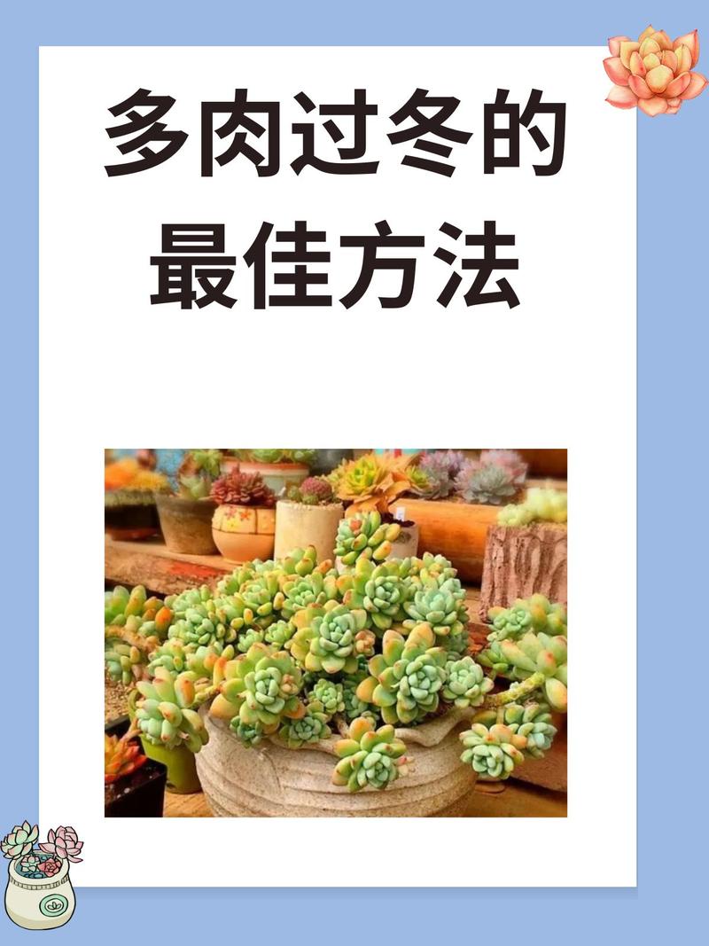 养花冬天要防冻(家庭养花冬天需要施肥吗)-第3张图片-多多自然网 养花冬天要防冻(家庭养花冬天需要施肥吗)-第3张图片-多多自然网