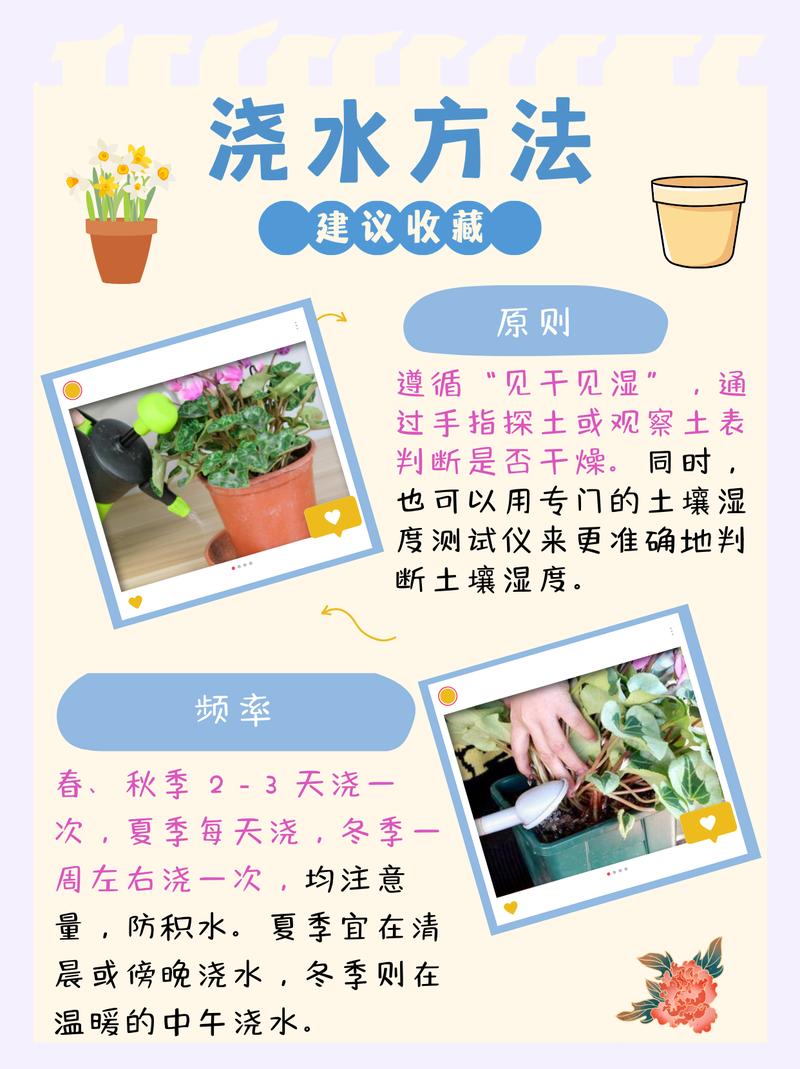 仙客来怎么浇水(仙客来怎么浇水比较好)-第3张图片-多多自然网 仙客来怎么浇水(仙客来怎么浇水比较好)-第3张图片-多多自然网
