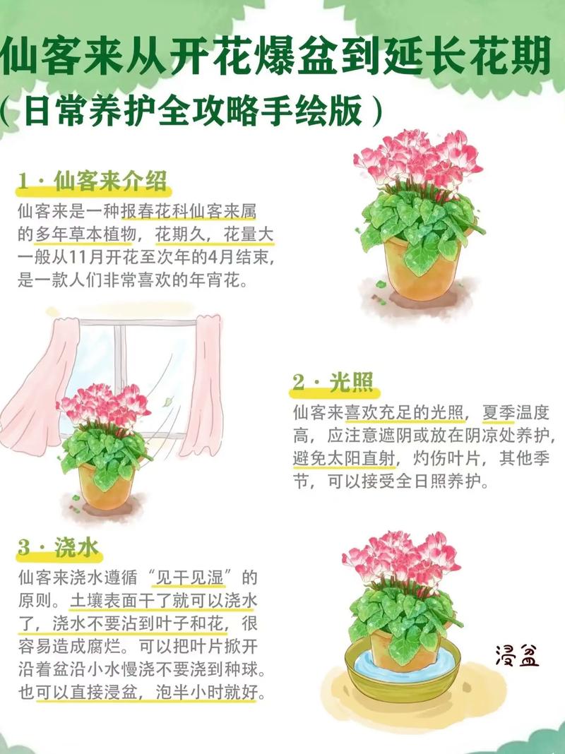 仙客来怎么浇水(仙客来怎么浇水比较好)-第4张图片-多多自然网 仙客来怎么浇水(仙客来怎么浇水比较好)-第4张图片-多多自然网