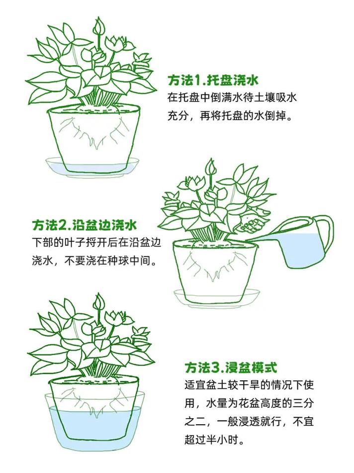 仙客来怎么浇水(仙客来怎么浇水比较好)-第6张图片-多多自然网 仙客来怎么浇水(仙客来怎么浇水比较好)-第6张图片-多多自然网