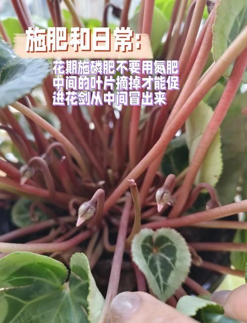 仙客来怎么浇水(仙客来怎么浇水比较好)-第7张图片-多多自然网 仙客来怎么浇水(仙客来怎么浇水比较好)-第7张图片-多多自然网