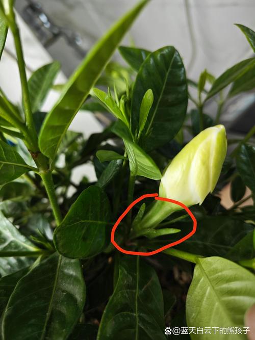 栀子花为什么不长花苞(栀子花为什么不长花苞呢)-第3张图片-多多自然网 栀子花为什么不长花苞(栀子花为什么不长花苞呢)-第3张图片-多多自然网