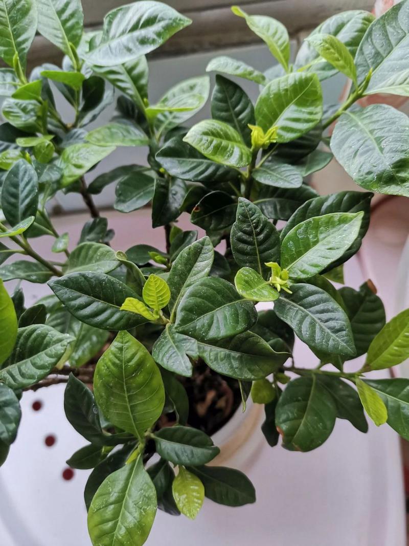 栀子花为什么不长花苞(栀子花为什么不长花苞呢)-第4张图片-多多自然网 栀子花为什么不长花苞(栀子花为什么不长花苞呢)-第4张图片-多多自然网