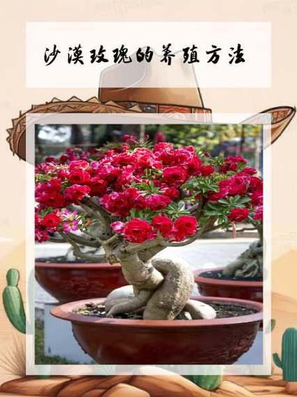 沙漠玫瑰养殖用什么土(沙漠玫瑰用什么土种植比较好)-第1张图片-多多自然网 沙漠玫瑰养殖用什么土(沙漠玫瑰用什么土种植比较好)-第1张图片-多多自然网