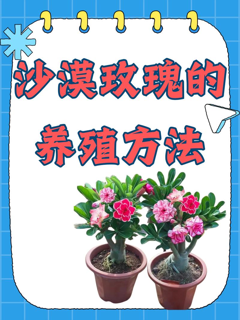 沙漠玫瑰养殖用什么土(沙漠玫瑰用什么土种植比较好)-第3张图片-多多自然网 沙漠玫瑰养殖用什么土(沙漠玫瑰用什么土种植比较好)-第3张图片-多多自然网