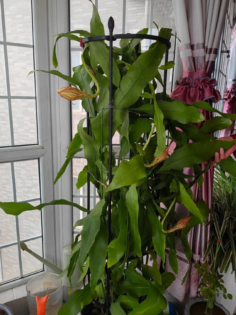 昙花怎么养才能长得快(昙花怎么养比较好)-第3张图片-多多自然网 昙花怎么养才能长得快(昙花怎么养比较好)-第3张图片-多多自然网
