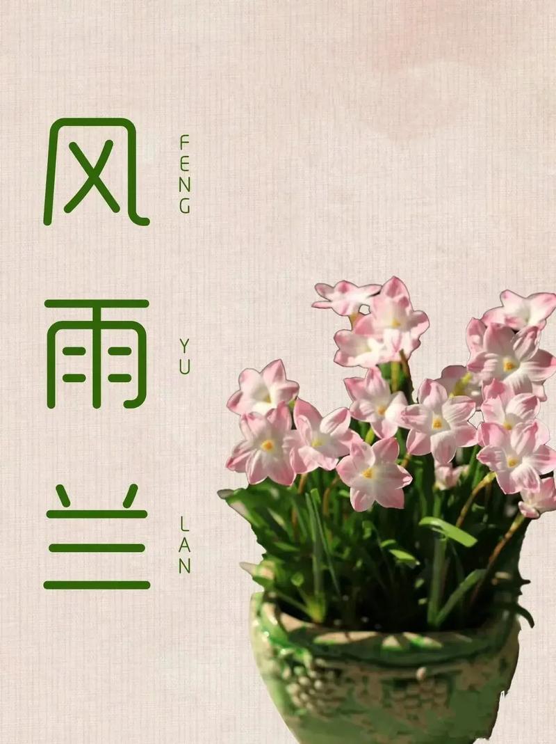 好一朵美丽的“风雨兰”(风雨兰花的养殖方法和注意事项)-第3张图片-多多自然网 好一朵美丽的“风雨兰”(风雨兰花的养殖方法和注意事项)-第3张图片-多多自然网