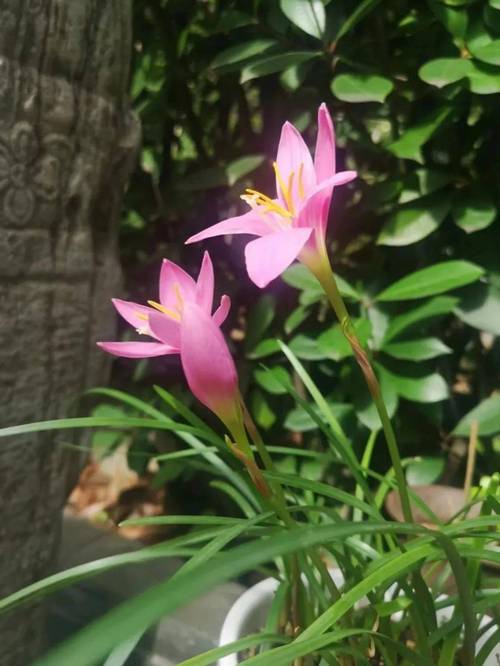 好一朵美丽的“风雨兰”(风雨兰花的养殖方法和注意事项)-第7张图片-多多自然网 好一朵美丽的“风雨兰”(风雨兰花的养殖方法和注意事项)-第7张图片-多多自然网