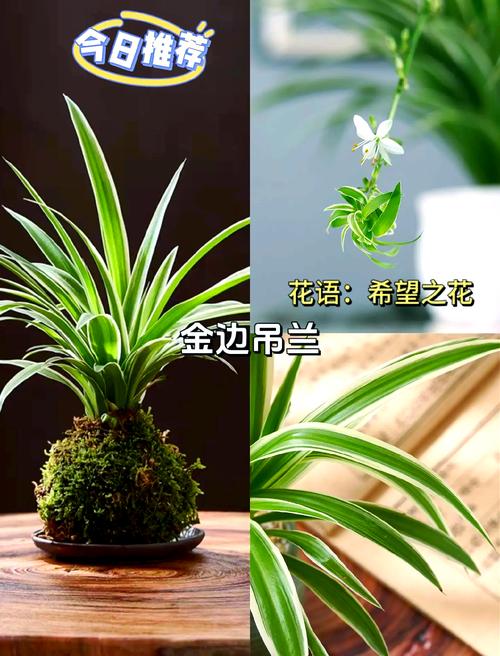 吊兰怎么换盆(大盆吊兰怎么换盆)-第6张图片-多多自然网 吊兰怎么换盆(大盆吊兰怎么换盆)-第6张图片-多多自然网