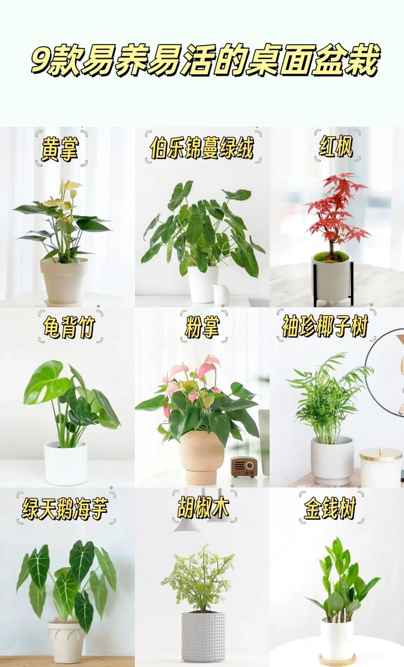 袖珍椰子换盆要修根吗(袖珍椰子换盆要修根吗视频)-第6张图片-多多自然网 袖珍椰子换盆要修根吗(袖珍椰子换盆要修根吗视频)-第6张图片-多多自然网