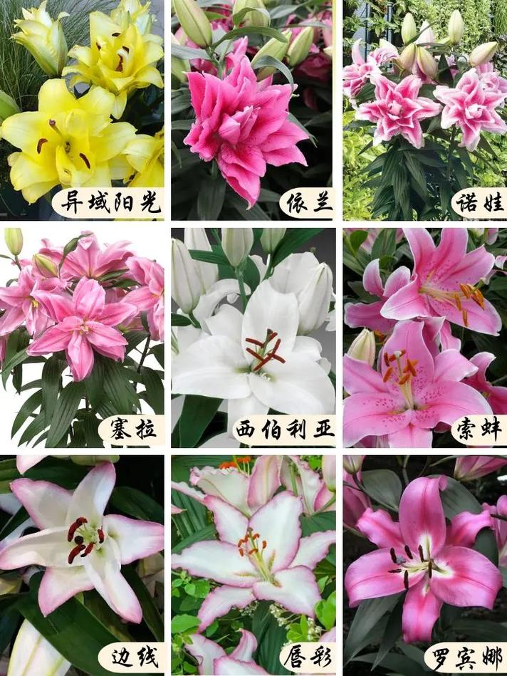 青岛百合的繁殖方式(百合的繁殖方法有哪些)-第2张图片-多多自然网 青岛百合的繁殖方式(百合的繁殖方法有哪些)-第2张图片-多多自然网