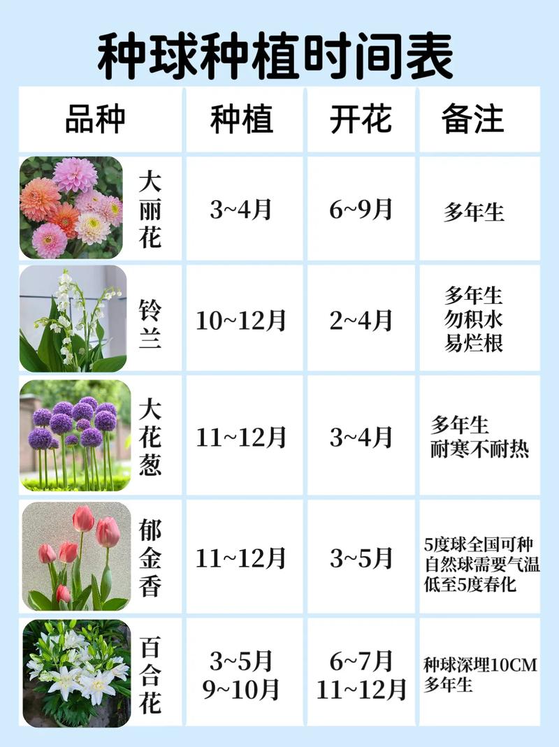 青岛百合的繁殖方式(百合的繁殖方法有哪些)-第4张图片-多多自然网 青岛百合的繁殖方式(百合的繁殖方法有哪些)-第4张图片-多多自然网