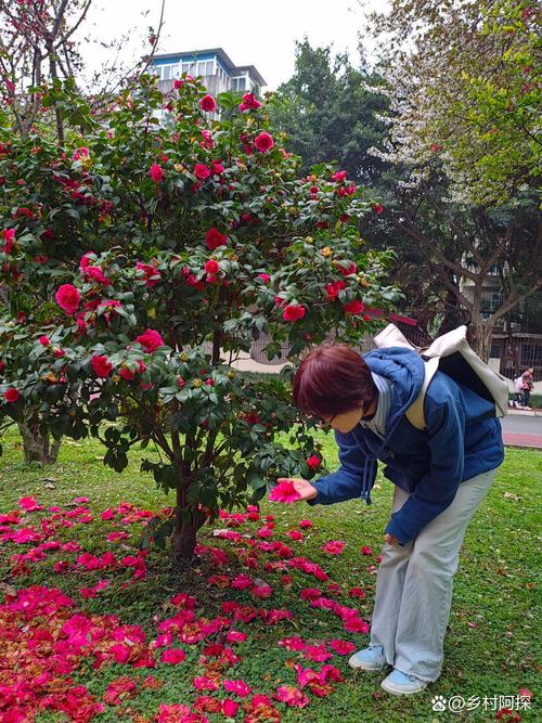 这花天热会断头(支付宝红包避雷挂哪里有卖)-第1张图片-多多自然网 这花天热会断头(支付宝红包避雷挂哪里有卖)-第1张图片-多多自然网