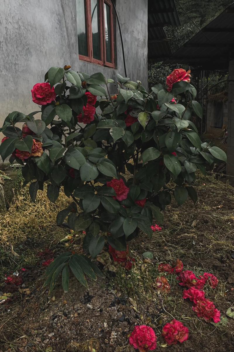 这花天热会断头(支付宝红包避雷挂哪里有卖)-第2张图片-多多自然网 这花天热会断头(支付宝红包避雷挂哪里有卖)-第2张图片-多多自然网