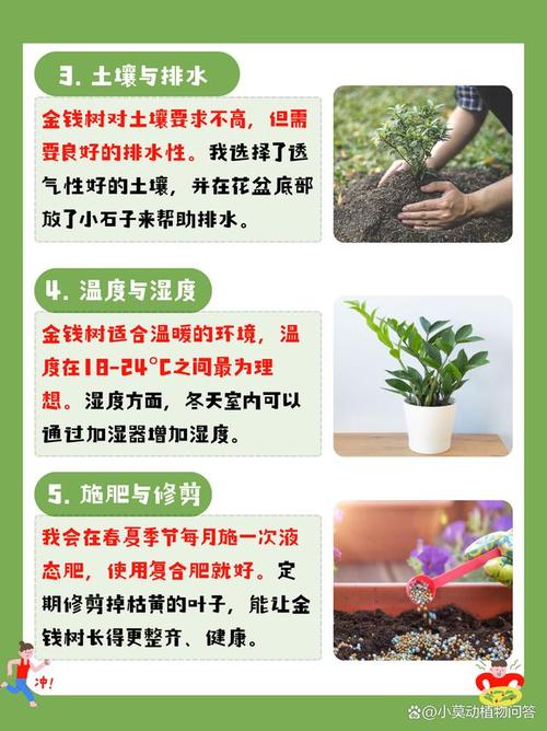 金钱树能浇阿司匹林吗(金钱树能浇阿司匹林吗有毒吗)-第8张图片-多多自然网 金钱树能浇阿司匹林吗(金钱树能浇阿司匹林吗有毒吗)-第8张图片-多多自然网