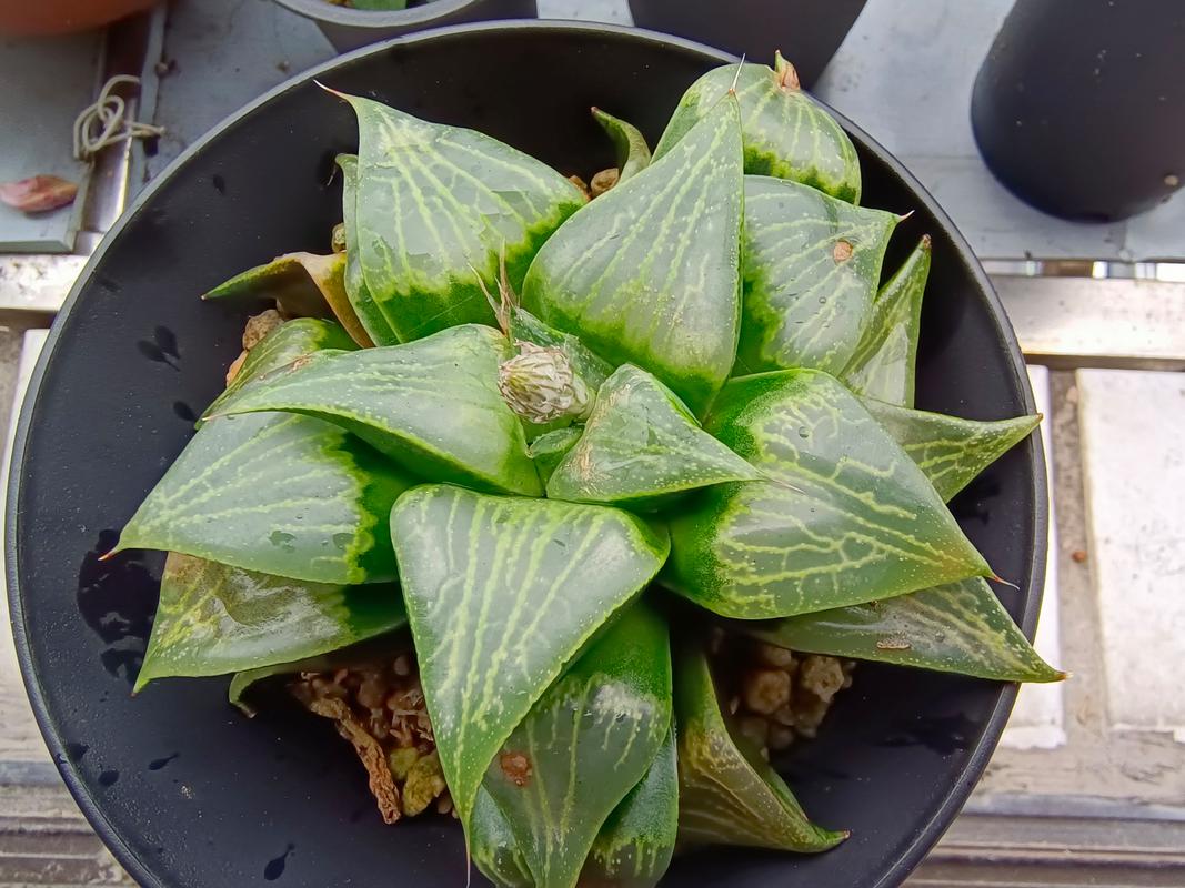 康平寿怎么养(康平寿的寓意)-第3张图片-多多自然网 康平寿怎么养(康平寿的寓意)-第3张图片-多多自然网