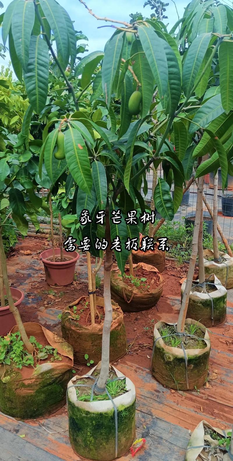 芒果怎么种植(芒果怎么种植最简单方法)-第4张图片-多多自然网 芒果怎么种植(芒果怎么种植最简单方法)-第4张图片-多多自然网