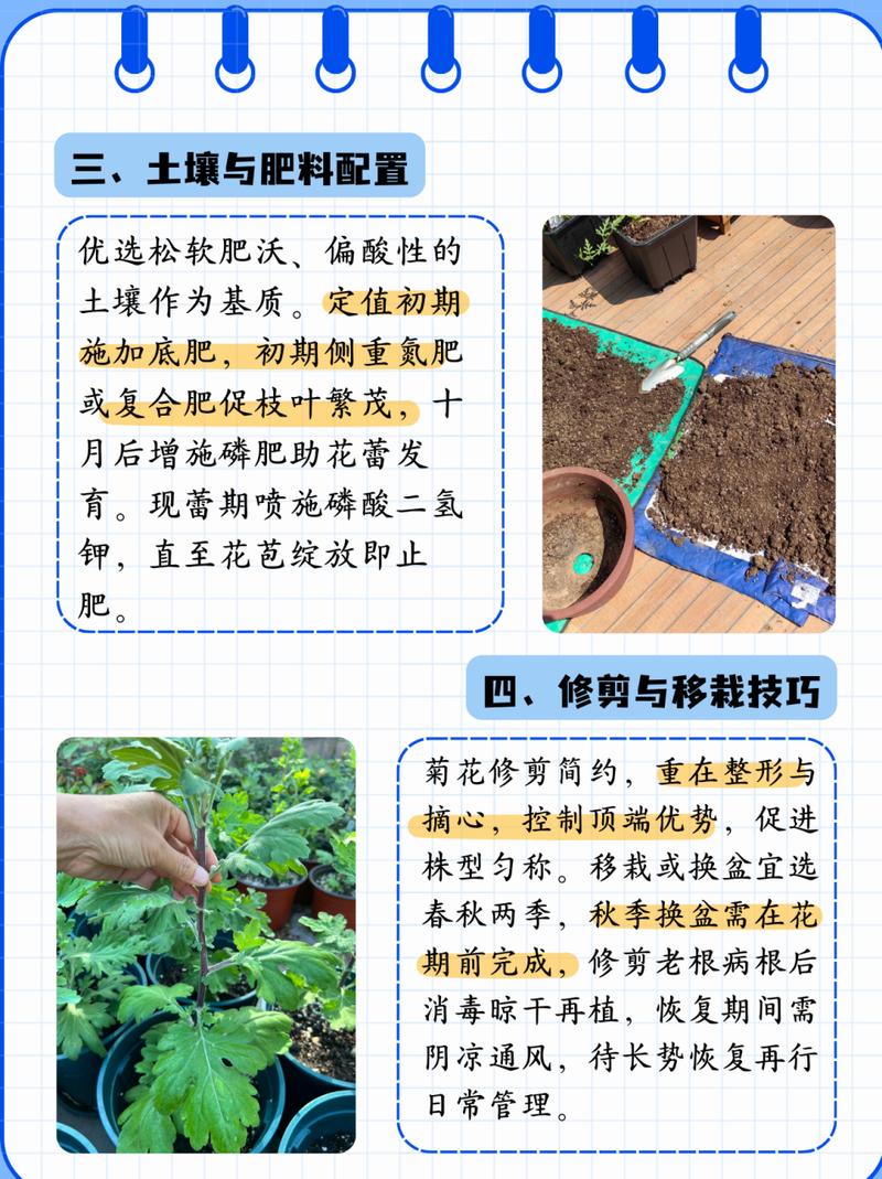 花环菊的种植方法(花环菊的养殖方法和注意事项)-第4张图片-多多自然网 花环菊的种植方法(花环菊的养殖方法和注意事项)-第4张图片-多多自然网