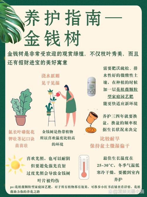 金钱树怎么养才粗壮(金钱树怎么养粗壮亮绿)-第3张图片-多多自然网 金钱树怎么养才粗壮(金钱树怎么养粗壮亮绿)-第3张图片-多多自然网