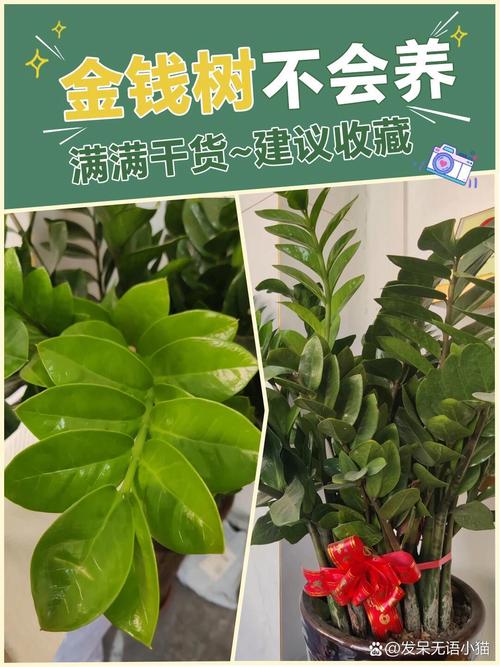 金钱树怎么养才粗壮(金钱树怎么养粗壮亮绿)-第7张图片-多多自然网 金钱树怎么养才粗壮(金钱树怎么养粗壮亮绿)-第7张图片-多多自然网
