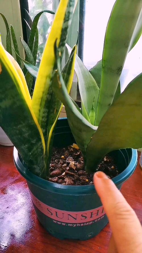虎皮兰怎么浇水(金边虎皮兰怎么浇水)-第3张图片-多多自然网 虎皮兰怎么浇水(金边虎皮兰怎么浇水)-第3张图片-多多自然网