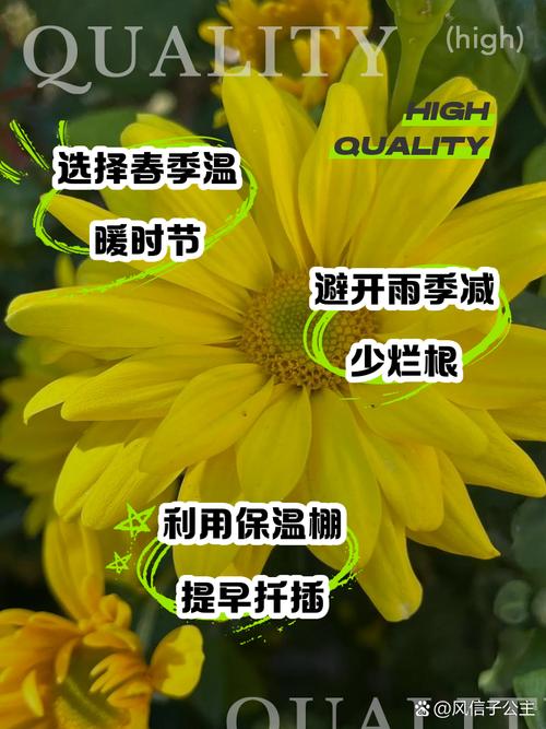 菊花怎么扦插(菊花怎么扦插繁殖)-第3张图片-多多自然网 菊花怎么扦插(菊花怎么扦插繁殖)-第3张图片-多多自然网