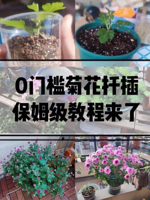 菊花怎么扦插(菊花怎么扦插繁殖)-第4张图片-多多自然网 菊花怎么扦插(菊花怎么扦插繁殖)-第4张图片-多多自然网