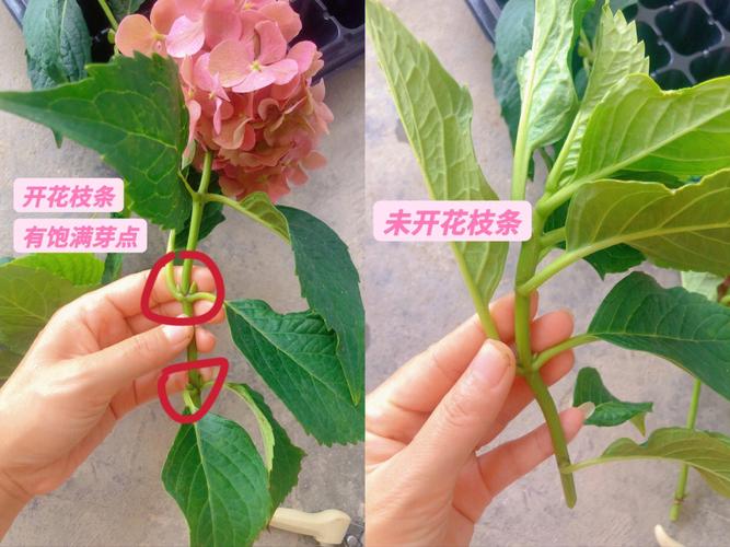 菊花怎么扦插(菊花怎么扦插繁殖)-第5张图片-多多自然网 菊花怎么扦插(菊花怎么扦插繁殖)-第5张图片-多多自然网