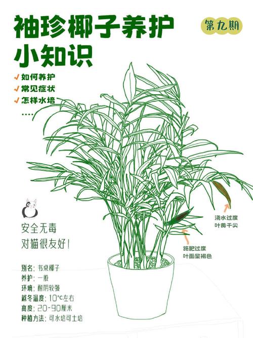 袖珍椰子怎么养长得快(袖珍椰子怎样繁殖怎样繁殖)-第4张图片-多多自然网 袖珍椰子怎么养长得快(袖珍椰子怎样繁殖怎样繁殖)-第4张图片-多多自然网
