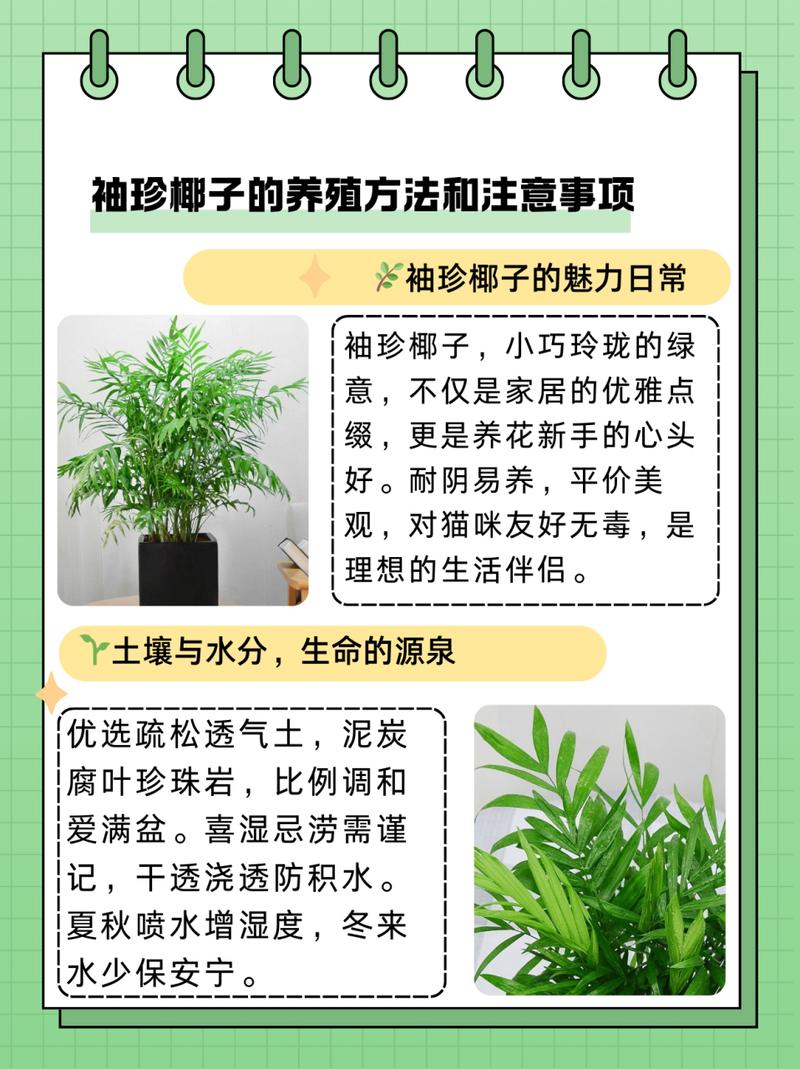 袖珍椰子怎么养长得快(袖珍椰子怎样繁殖怎样繁殖)-第5张图片-多多自然网 袖珍椰子怎么养长得快(袖珍椰子怎样繁殖怎样繁殖)-第5张图片-多多自然网