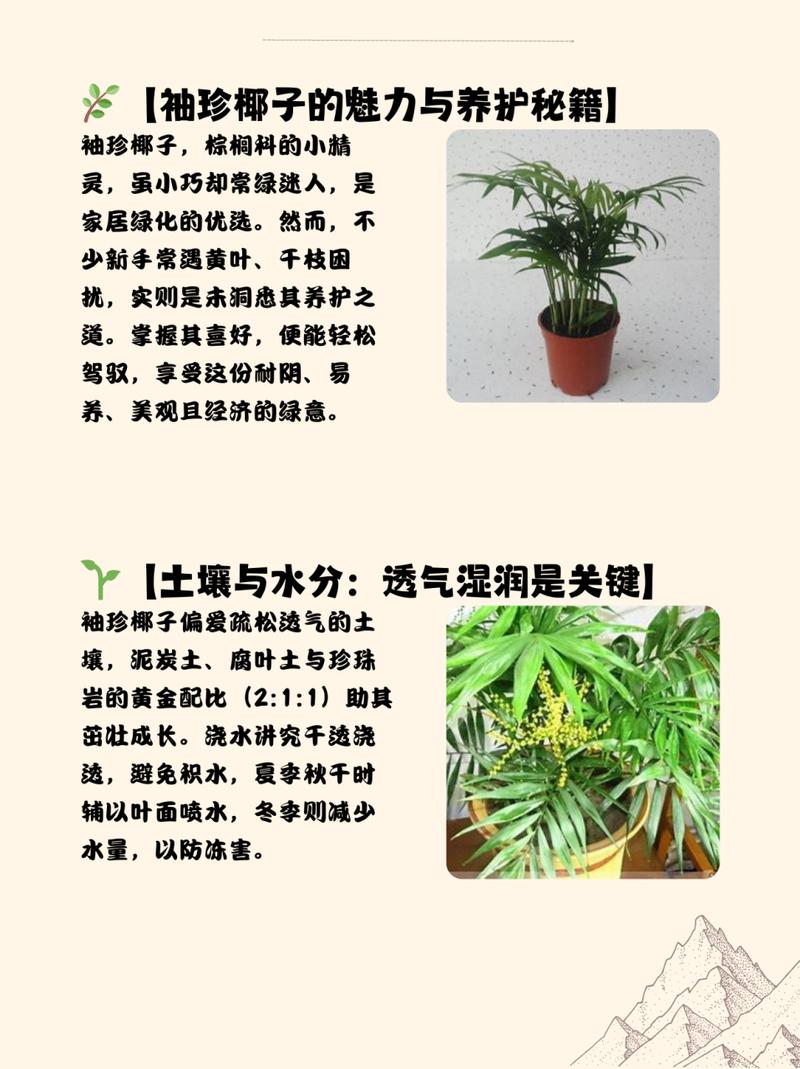 袖珍椰子怎么养长得快(袖珍椰子怎样繁殖怎样繁殖)-第6张图片-多多自然网 袖珍椰子怎么养长得快(袖珍椰子怎样繁殖怎样繁殖)-第6张图片-多多自然网
