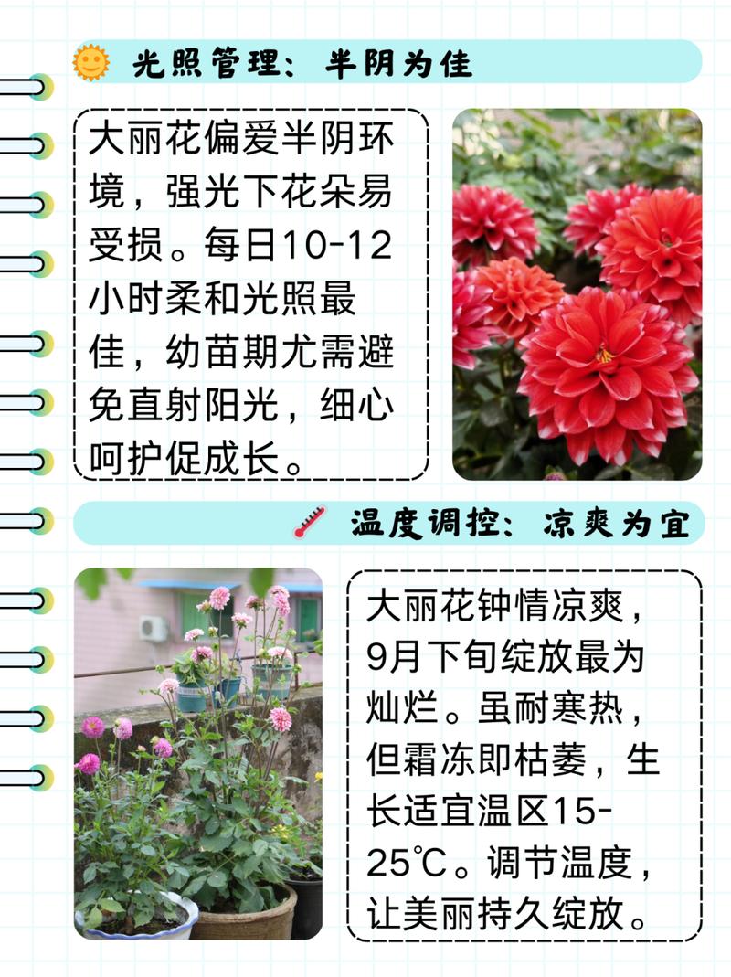 大丽花秋天怎么养(大丽花可以秋播吗)-第7张图片-多多自然网 大丽花秋天怎么养(大丽花可以秋播吗)-第7张图片-多多自然网
