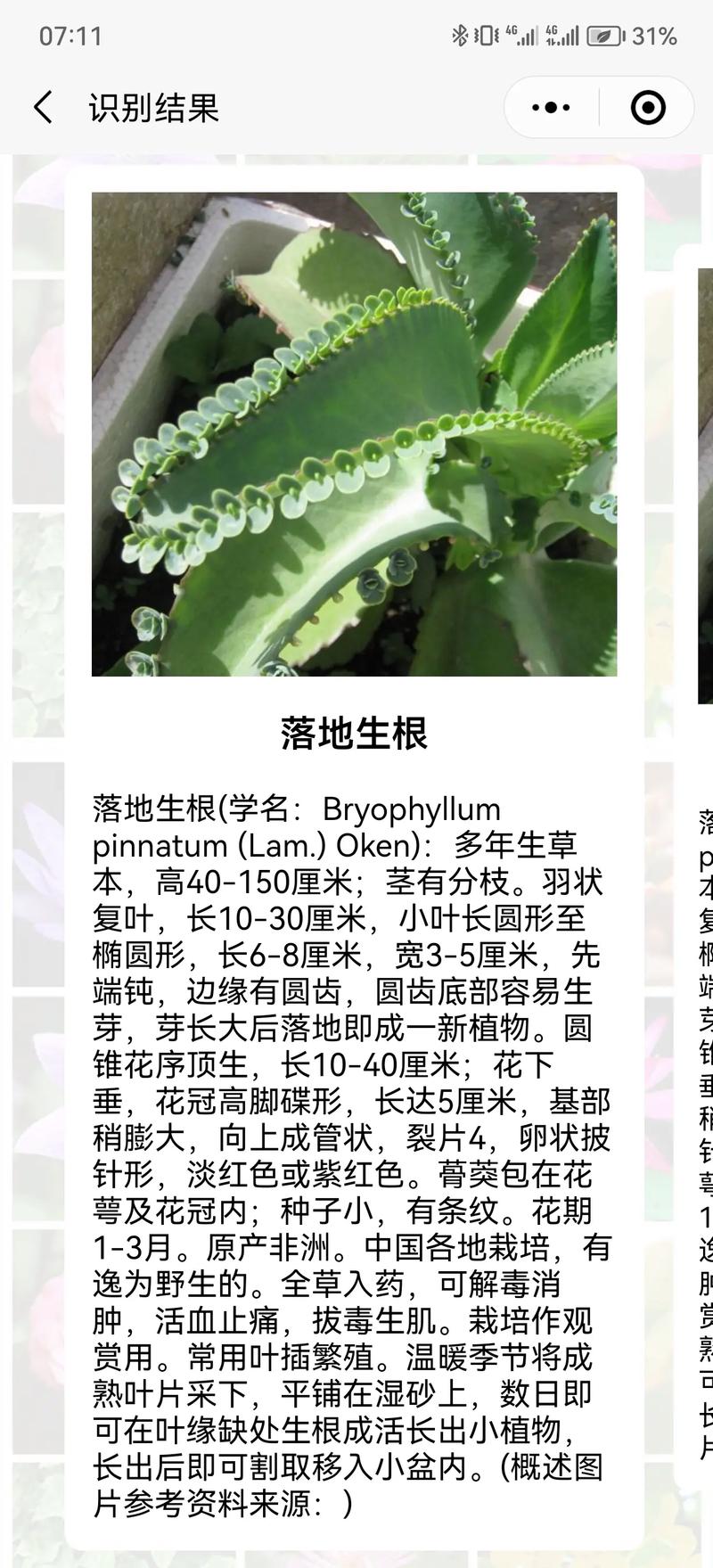 落地生根怎么养才能开花(落地生根的养殖和注意事项)-第3张图片-多多自然网 落地生根怎么养才能开花(落地生根的养殖和注意事项)-第3张图片-多多自然网