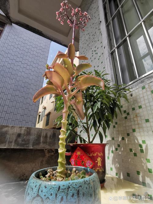 落地生根怎么养才能开花(落地生根的养殖和注意事项)-第5张图片-多多自然网 落地生根怎么养才能开花(落地生根的养殖和注意事项)-第5张图片-多多自然网