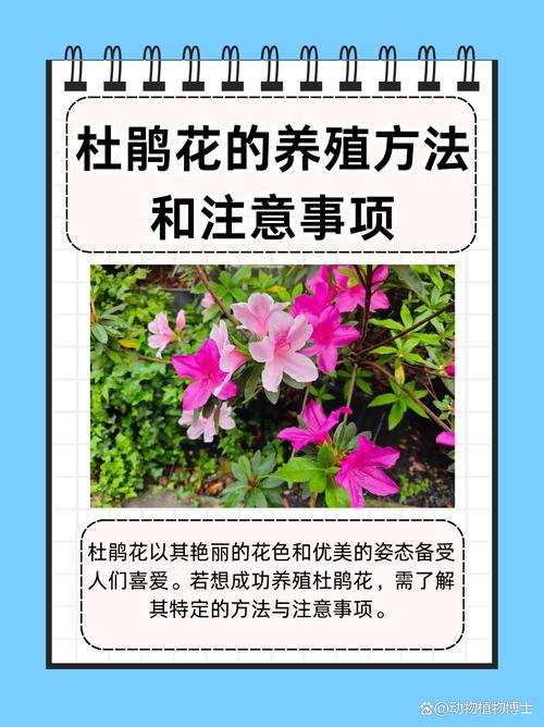 卵叶杜鹃的整形修剪和花期控制(杜鹃孵卵)-第3张图片-多多自然网 卵叶杜鹃的整形修剪和花期控制(杜鹃孵卵)-第3张图片-多多自然网