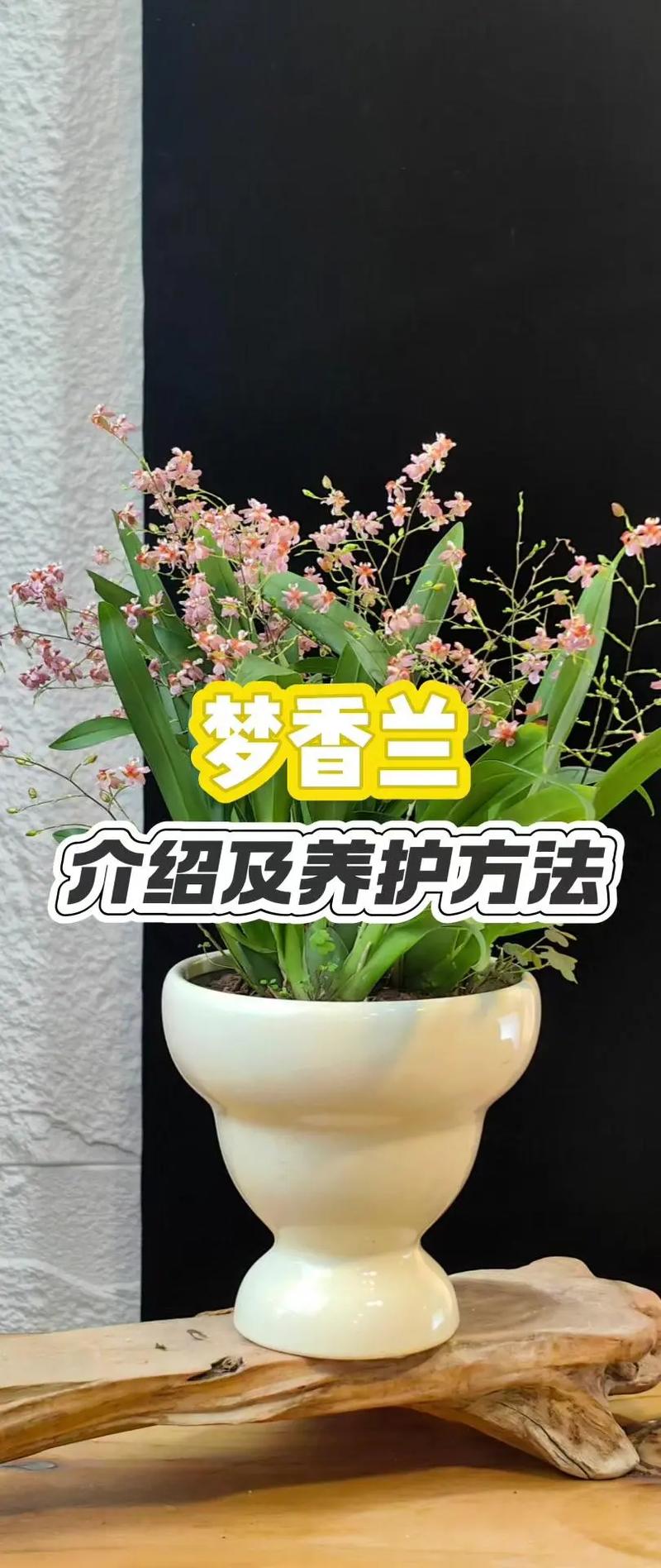 梦香兰的种植方法(梦香兰的种植方法和注意事项)-第4张图片-多多自然网 梦香兰的种植方法(梦香兰的种植方法和注意事项)-第4张图片-多多自然网