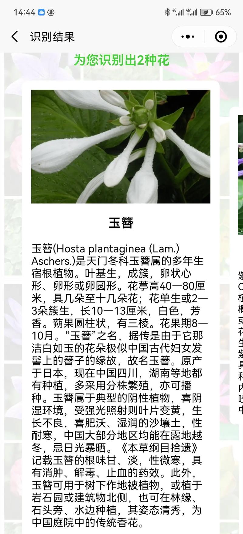 玉簪花怎么繁殖(玉簪花繁殖快吗)-第2张图片-多多自然网 玉簪花怎么繁殖(玉簪花繁殖快吗)-第2张图片-多多自然网