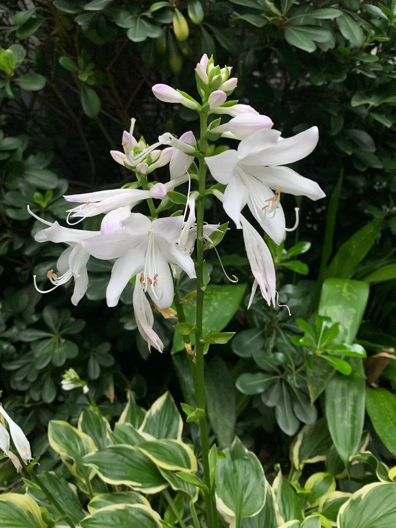 玉簪花怎么繁殖(玉簪花繁殖快吗)-第3张图片-多多自然网 玉簪花怎么繁殖(玉簪花繁殖快吗)-第3张图片-多多自然网