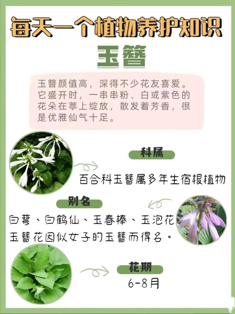 玉簪花怎么繁殖(玉簪花繁殖快吗)-第4张图片-多多自然网 玉簪花怎么繁殖(玉簪花繁殖快吗)-第4张图片-多多自然网